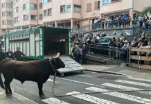 Bueltan da San Martin jaietako sokamuturra